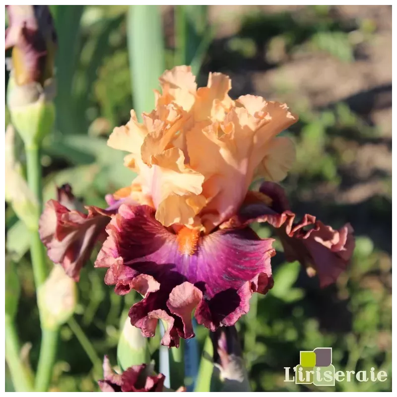 IRIS SUMMER IN SIAM - L'iriseraie - KUTTOLSHEIM ALSACE FRANCE