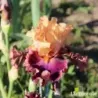IRIS SUMMER IN SIAM - L'iriseraie - KUTTOLSHEIM ALSACE FRANCE