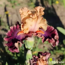 IRIS SUMMER IN SIAM - L'iriseraie - KUTTOLSHEIM ALSACE FRANCE