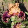 IRIS SUMMER IN SIAM - L'iriseraie - KUTTOLSHEIM ALSACE FRANCE