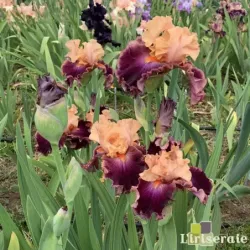 IRIS SUMMER IN SIAM - L'iriseraie - KUTTOLSHEIM ALSACE FRANCE