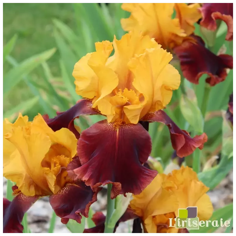 IRIS SUPREME SULTAN - L'iriseraie - KUTTOLSHEIM ALSACE FRANCE IRIS SUPREME SULTAN - L'iriseraie - KUTTOLSHEIM ALSACE FRANCE