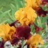 IRIS SUPREME SULTAN - L'iriseraie - KUTTOLSHEIM ALSACE FRANCE