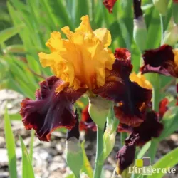 IRIS SUPREME SULTAN - L'iriseraie - KUTTOLSHEIM ALSACE FRANCE