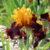 IRIS SUPREME SULTAN - L'iriseraie - KUTTOLSHEIM ALSACE FRANCE