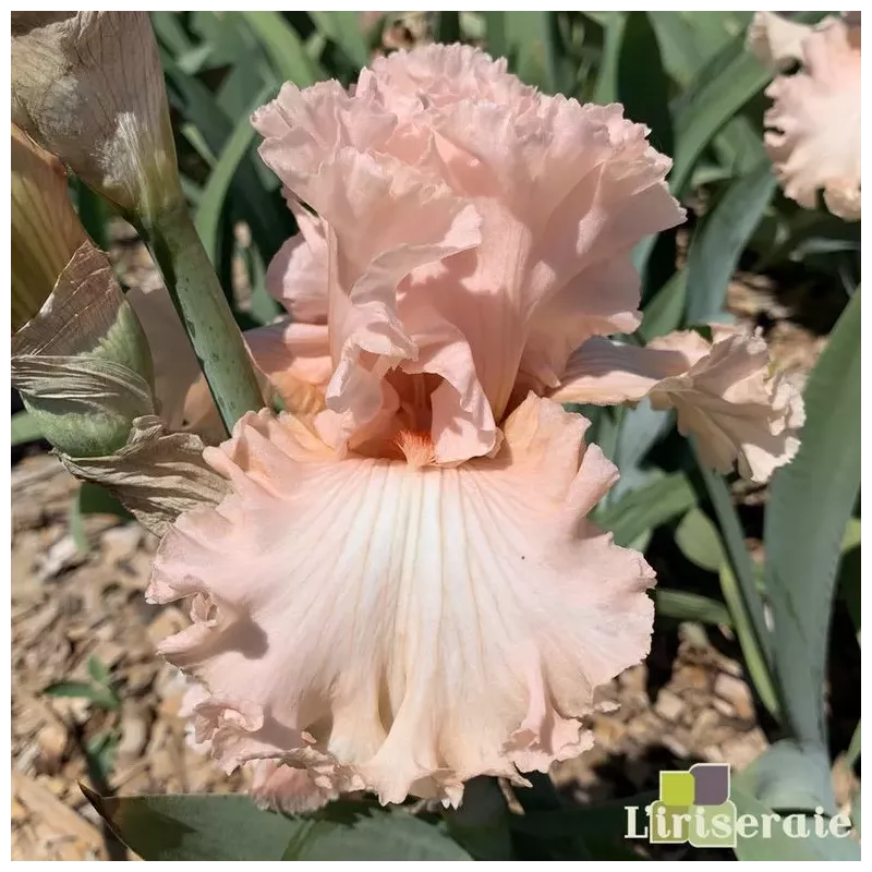 IRIS SWEET CANDY - L'iriseraie - KUTTOLSHEIM ALSACE FRANCE IRIS SWEET CANDY - L'iriseraie - KUTTOLSHEIM ALSACE FRANCE