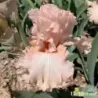 IRIS SWEET CANDY - L'iriseraie - KUTTOLSHEIM ALSACE FRANCE