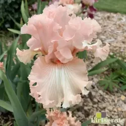 IRIS SWEET CANDY - L'iriseraie - KUTTOLSHEIM ALSACE FRANCE