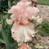 IRIS SWEET CANDY - L'iriseraie - KUTTOLSHEIM ALSACE FRANCE