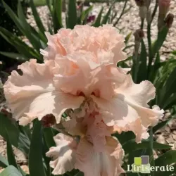 IRIS SWEET CANDY - L'iriseraie - KUTTOLSHEIM ALSACE FRANCE