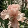 IRIS SWEET CANDY - L'iriseraie - KUTTOLSHEIM ALSACE FRANCE