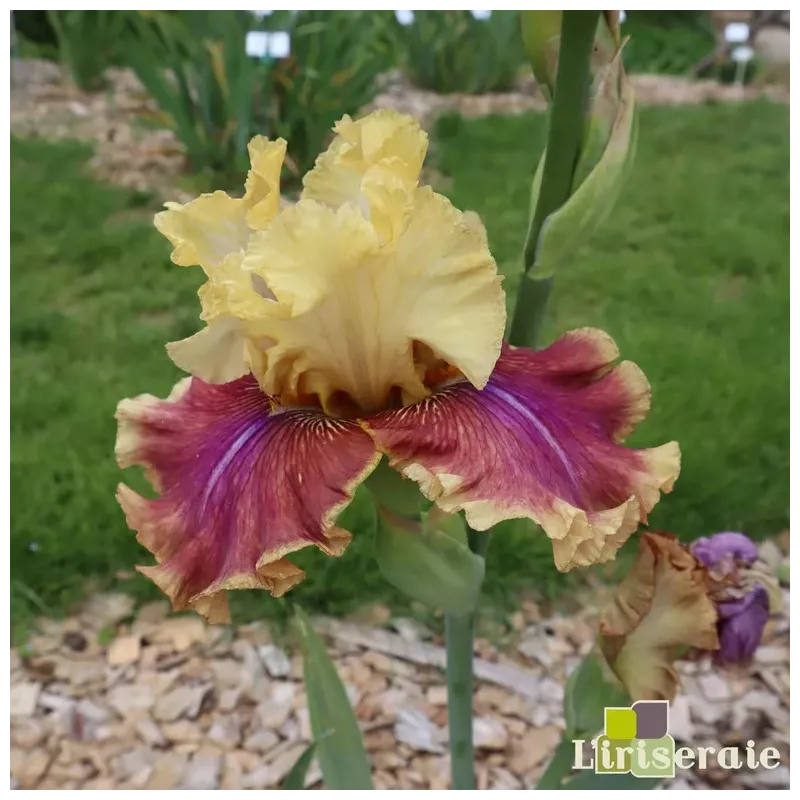 IRIS TEMPLE SPIRIT - L'iriseraie - KUTTOLSHEIM ALSACE FRANCE