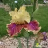 IRIS TEMPLE SPIRIT - L'iriseraie - KUTTOLSHEIM ALSACE FRANCE