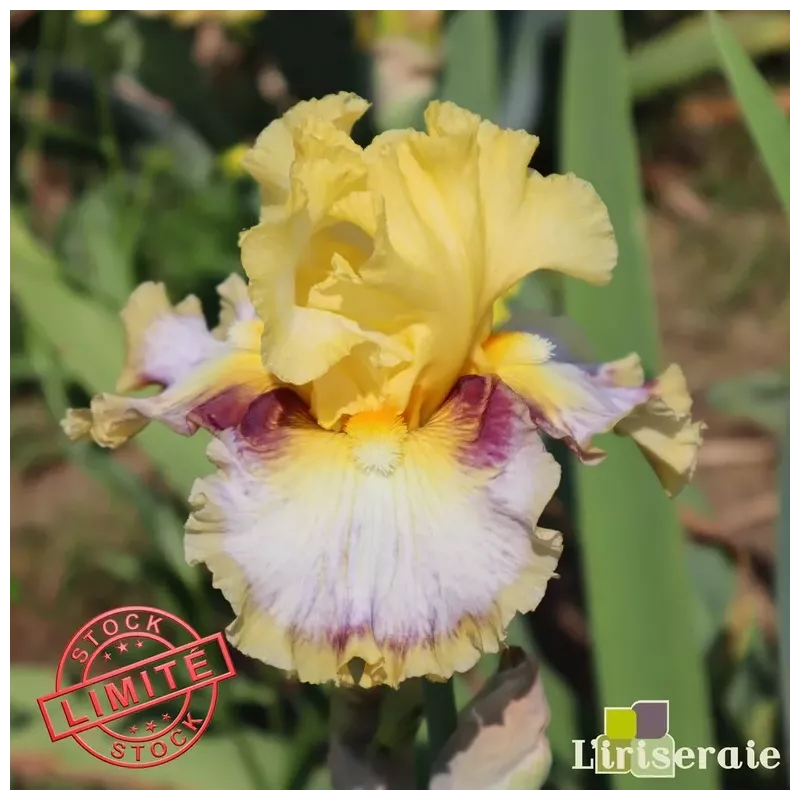 IRIS COLOUR BAZAAR - L'iriseraie - KUTTOLSHEIM ALSACE FRANCE IRIS COLOUR BAZAAR - L'iriseraie - KUTTOLSHEIM ALSACE FRANCE