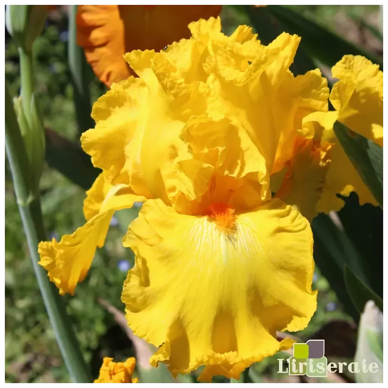IRIS THROB - L'iriseraie - KUTTOLSHEIM ALSACE FRANCE