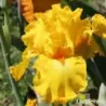 IRIS THROB - L'iriseraie - KUTTOLSHEIM ALSACE FRANCE