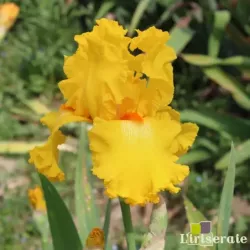 IRIS THROB - L'iriseraie - KUTTOLSHEIM ALSACE FRANCE