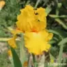 IRIS THROB - L'iriseraie - KUTTOLSHEIM ALSACE FRANCE