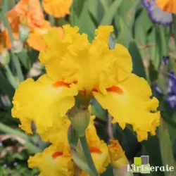 IRIS THROB - L'iriseraie - KUTTOLSHEIM ALSACE FRANCE