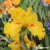 IRIS THROB - L'iriseraie - KUTTOLSHEIM ALSACE FRANCE