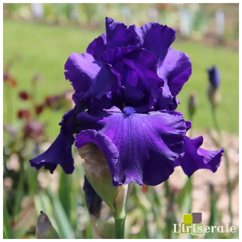 IRIS TITAN'S GLORY - L'iriseraie - KUTTOLSHEIM ALSACE FRANCE IRIS TITAN'S GLORY - L'iriseraie - KUTTOLSHEIM ALSACE FRANCE