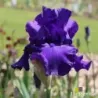 IRIS TITAN'S GLORY - L'iriseraie - KUTTOLSHEIM ALSACE FRANCE