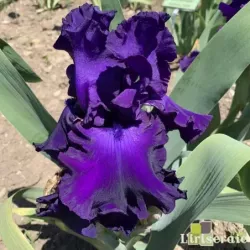 IRIS TITAN'S GLORY - L'iriseraie - KUTTOLSHEIM ALSACE FRANCE