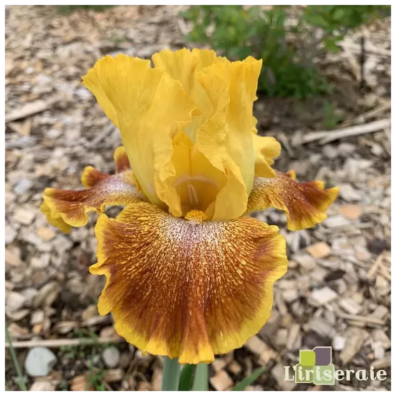 IRIS WILD JASMINE - L'iriseraie - KUTTOLSHEIM ALSACE FRANCE IRIS WILD JASMINE - L'iriseraie - KUTTOLSHEIM ALSACE FRANCE