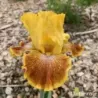 IRIS WILD JASMINE - L'iriseraie - KUTTOLSHEIM ALSACE FRANCE