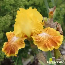 IRIS WILD JASMINE - L'iriseraie - KUTTOLSHEIM ALSACE FRANCE