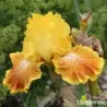 IRIS WILD JASMINE - L'iriseraie - KUTTOLSHEIM ALSACE FRANCE