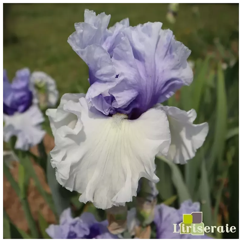 IRIS WINTRY SKY - L'iriseraie - KUTTOLSHEIM ALSACE FRANCE IRIS WINTRY SKY - L'iriseraie - KUTTOLSHEIM ALSACE FRANCE