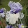IRIS WINTRY SKY - L'iriseraie - KUTTOLSHEIM ALSACE FRANCE