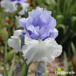 IRIS WINTRY SKY - L'iriseraie - KUTTOLSHEIM ALSACE FRANCE