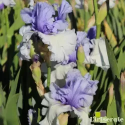 IRIS WINTRY SKY - L'iriseraie - KUTTOLSHEIM ALSACE FRANCE