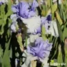 IRIS WINTRY SKY - L'iriseraie - KUTTOLSHEIM ALSACE FRANCE