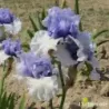 IRIS WINTRY SKY - L'iriseraie - KUTTOLSHEIM ALSACE FRANCE