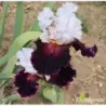 IRIS STARRING - L'iriseraie - KUTTOLSHEIM ALSACE FRANCE