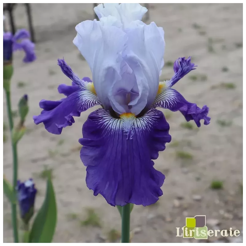 IRIS LE LYNX - L'iriseraie - KUTTOLSHEIM ALSACE FRANCE IRIS LE LYNX - L'iriseraie - KUTTOLSHEIM ALSACE FRANCE