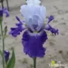 IRIS LE LYNX - L'iriseraie - KUTTOLSHEIM ALSACE FRANCE