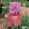 IRIS ADOREE - L'iriseraie - KUTTOLSHEIM ALSACE FRANCE