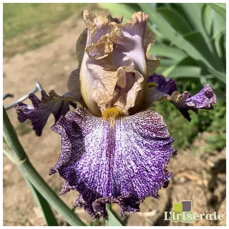 IRIS DIPPED IN DOTS - L'iriseraie - KUTTOLSHEIM ALSACE FRANCE IRIS DIPPED IN DOTS - L'iriseraie - KUTTOLSHEIM ALSACE FRANCE