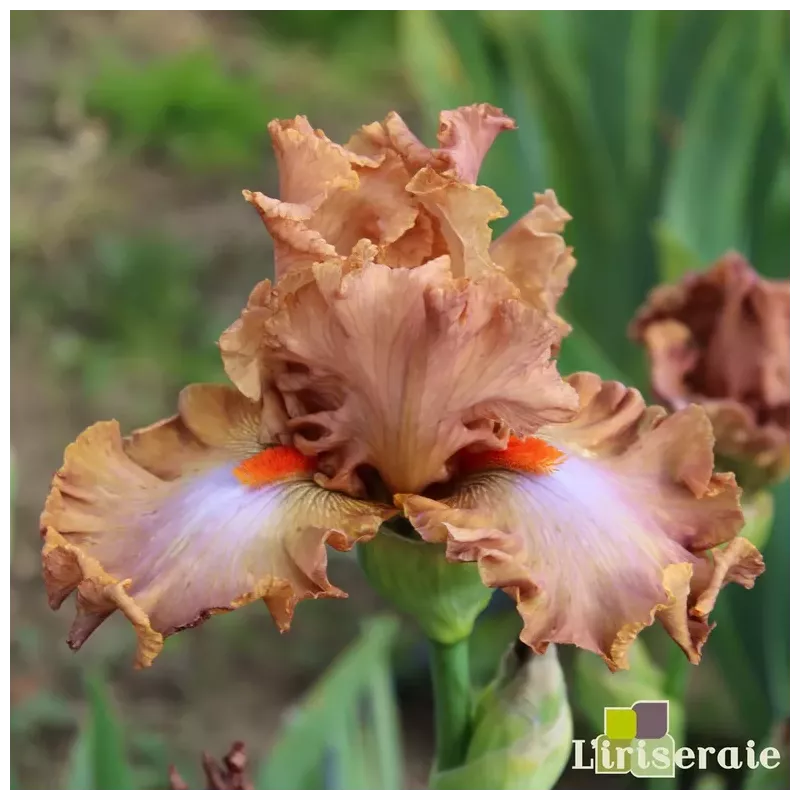 IRIS HOMEBODY - L'iriseraie - KUTTOLSHEIM ALSACE FRANCE