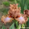 IRIS HOMEBODY - L'iriseraie - KUTTOLSHEIM ALSACE FRANCE