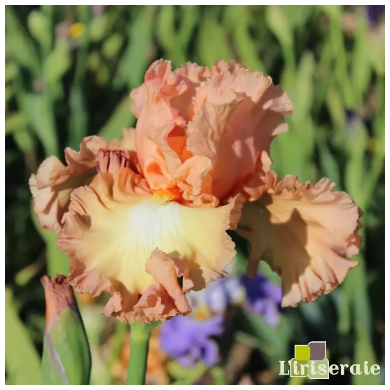 IRIS CORAL PASSION - L'iriseraie - KUTTOLSHEIM ALSACE FRANCE