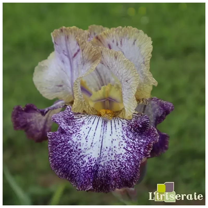 IRIS DOTS & SPLASHES - L'iriseraie - KUTTOLSHEIM ALSACE FRANCE
