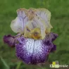 IRIS DOTS & SPLASHES - L'iriseraie - KUTTOLSHEIM ALSACE FRANCE