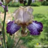 IRIS DOTS & SPLASHES - L'iriseraie - KUTTOLSHEIM ALSACE FRANCE