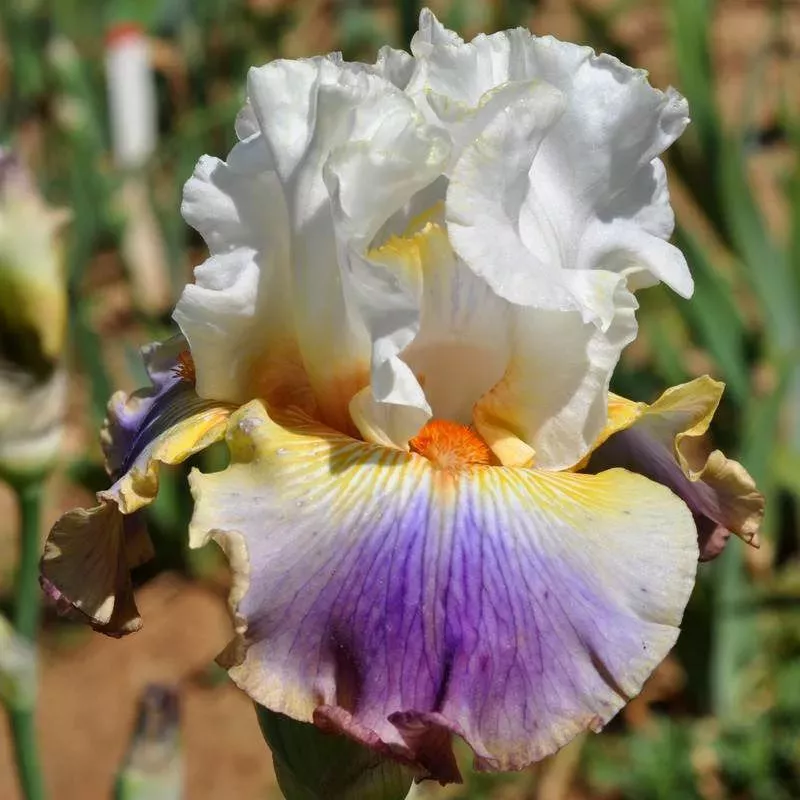 IRIS MARTINGALE - L'iriseraie - KUTTOLSHEIM ALSACE FRANCE