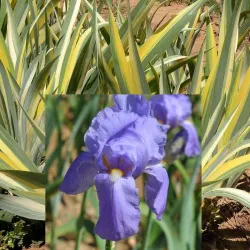 IRIS PALLIDA variegata AUREA - L'iriseraie - KUTTOLSHEIM ALSACE FRANCE